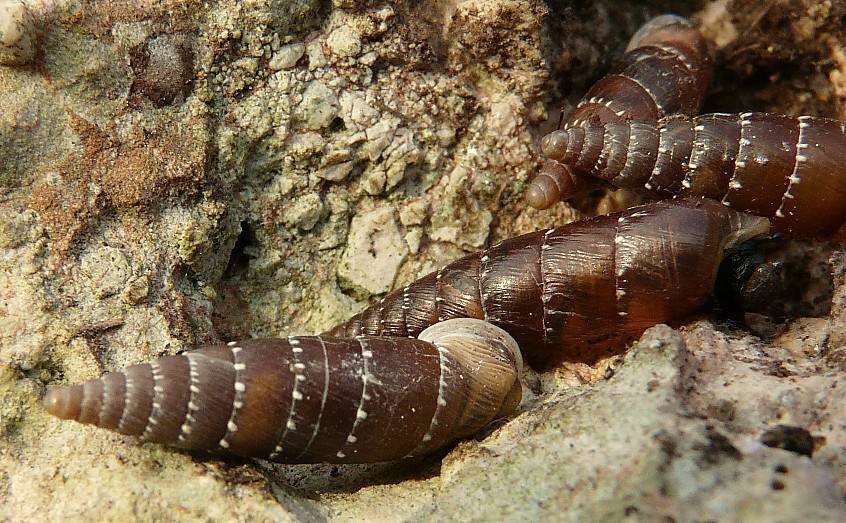 Siciliaria gibbula dal gargano